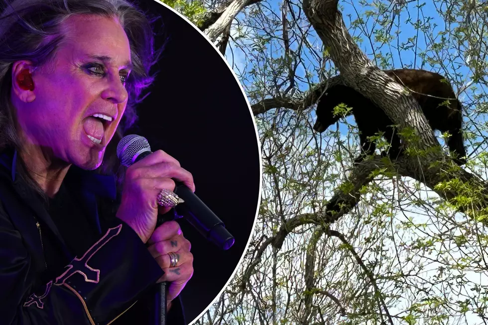 Park Ranger Blasts Legendary Metal Song to Get Bear Out of Tree
