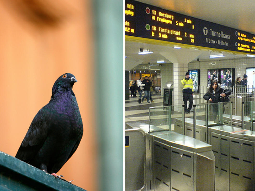 Swedish Pigeons Prefer to Travel Using the Subway
