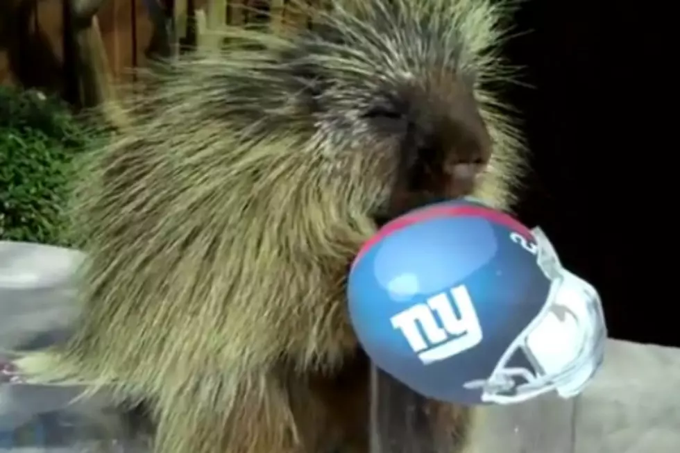 Teddy the Talking Porcupine Predicts a 2012 Super Bowl Winner [VIDEO]