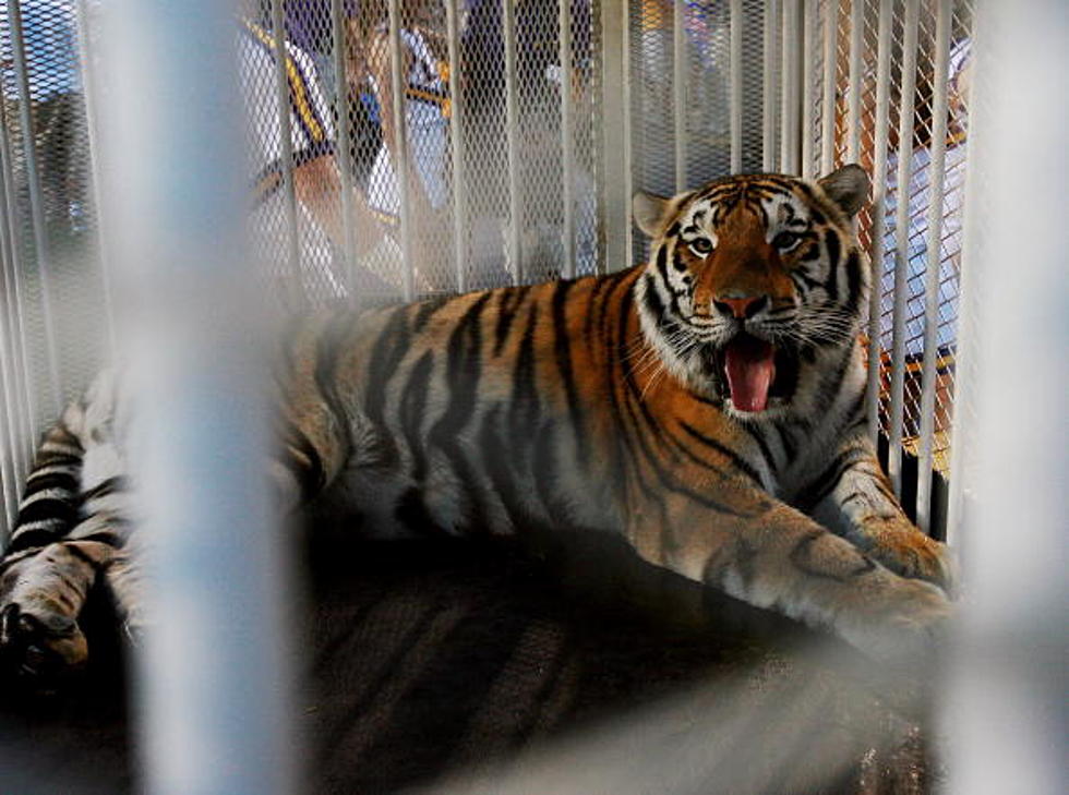 Cancer Spreads In LSU’s Live Tiger Mascot Mike
