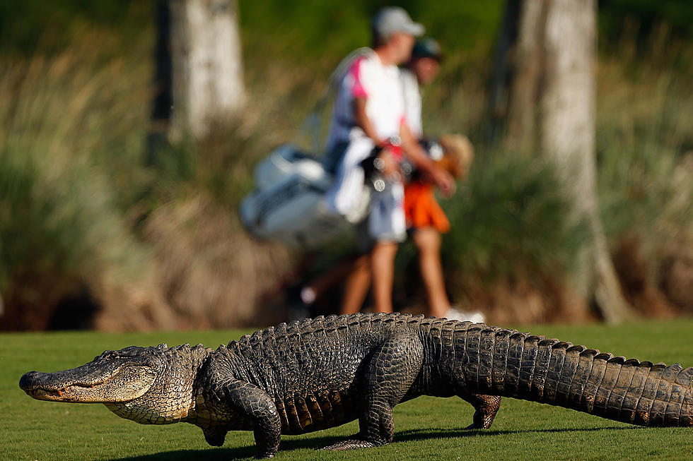 Two Gators Fight In Front Of Golfers On Florida Golf Course [Video]