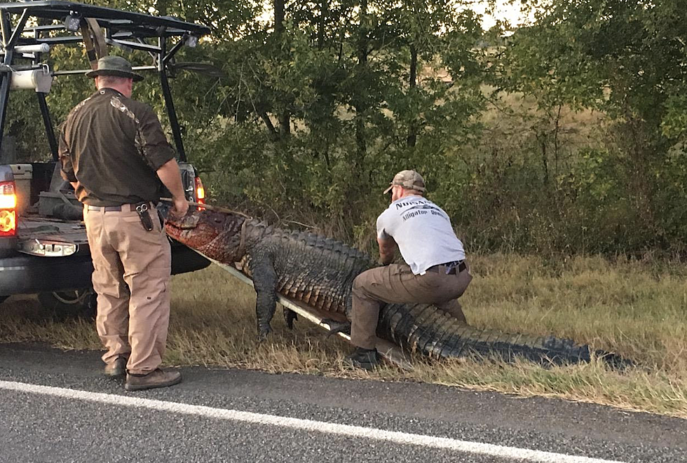 Gigantic 11-Foot Alligator Removed From Roadway In North Louisiana [PHOTO]