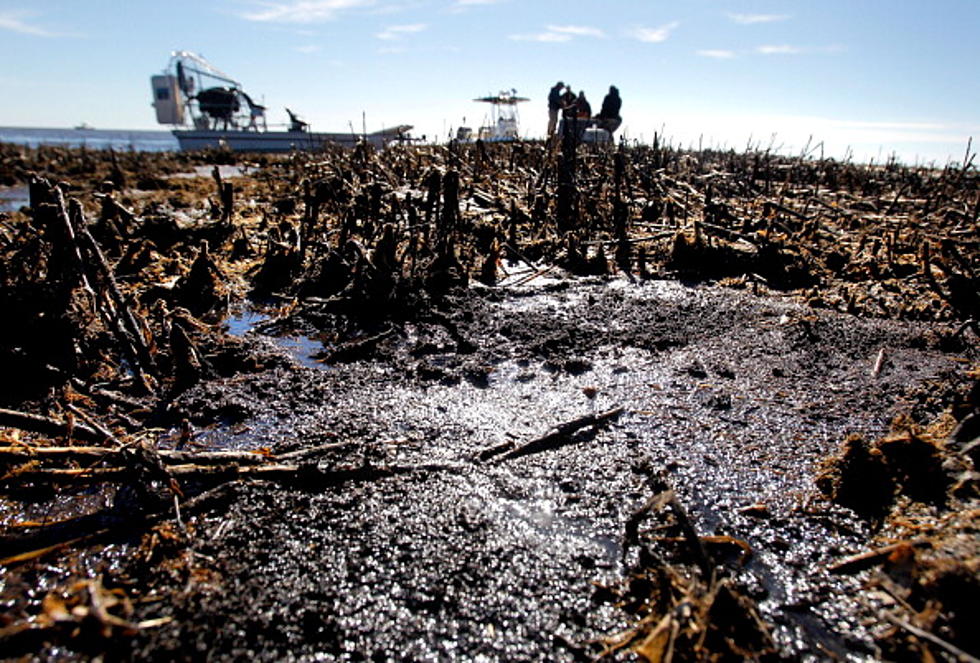 Gulf Oil Spill Update: Bottom Still Oily, Dead