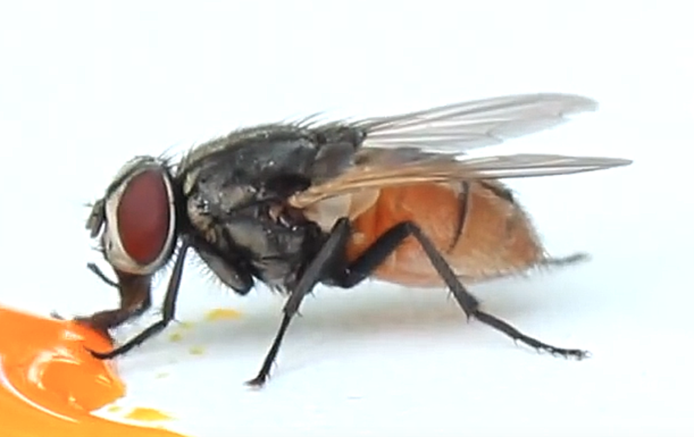 Got Flies? Here’s How You Can Get Rid Of Them