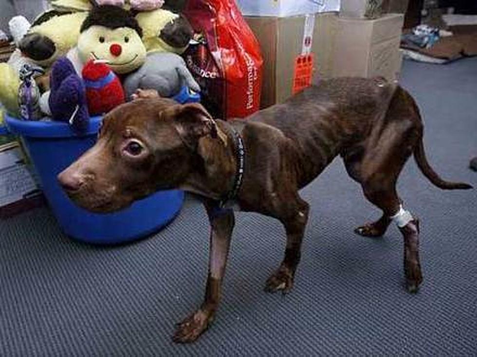 NJ Woman Indicted in Case of Abandoned Pit Bull