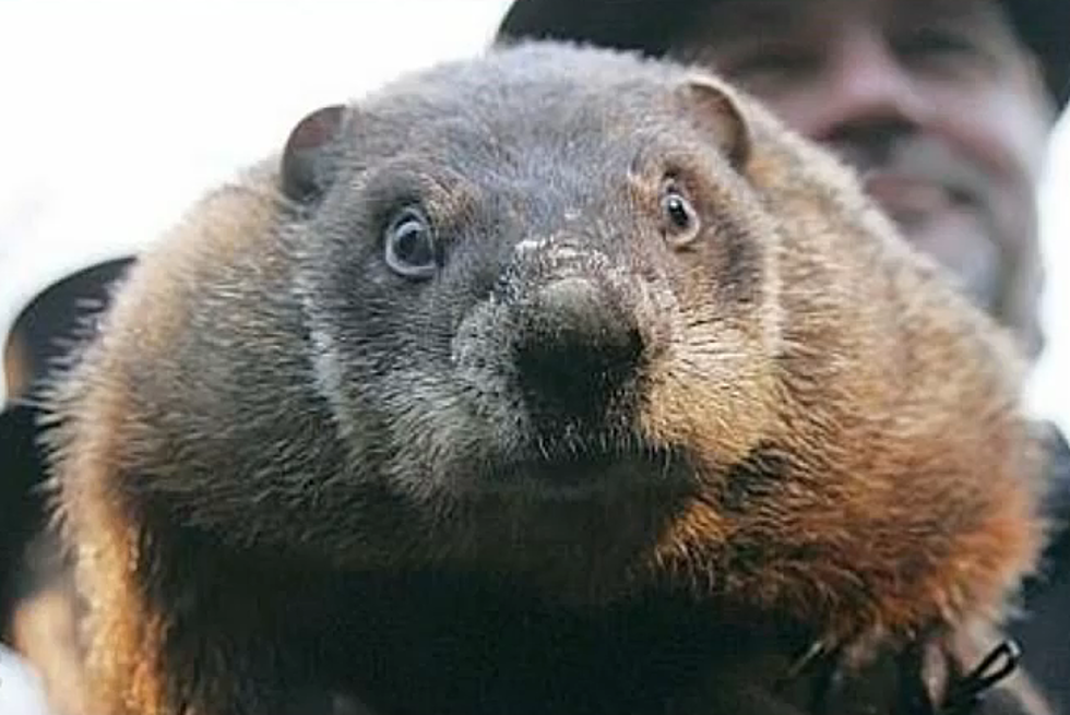 5 Groundhog Facts
