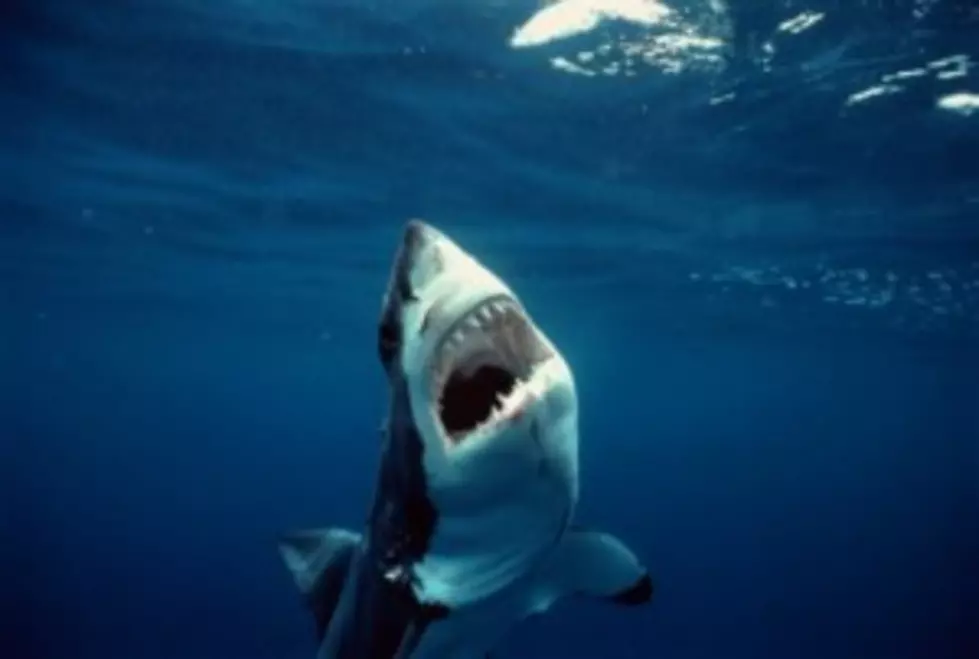 Global Shark Attacks Up in 2011, None in U.S.
