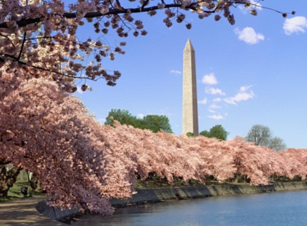 Peak Bloom Moved Up For D.C. Cherry Blossoms