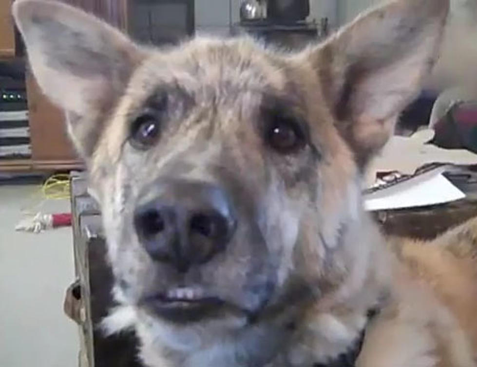 What’s Your Dog Trying To Say To You? [VIDEO]