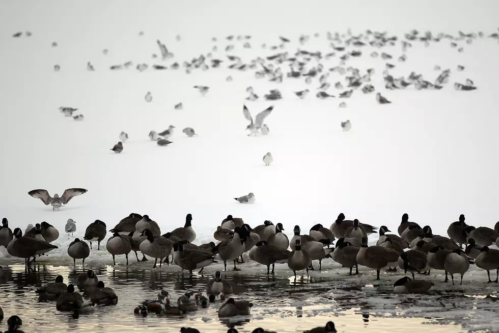 Lacey&#8217;s Collect-And-Kill Canada Geese Program Spurs Outrage [AUDIO]