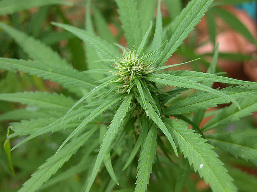 Will New Jersey Legalize Marijuana? [AUDIO/POLL]