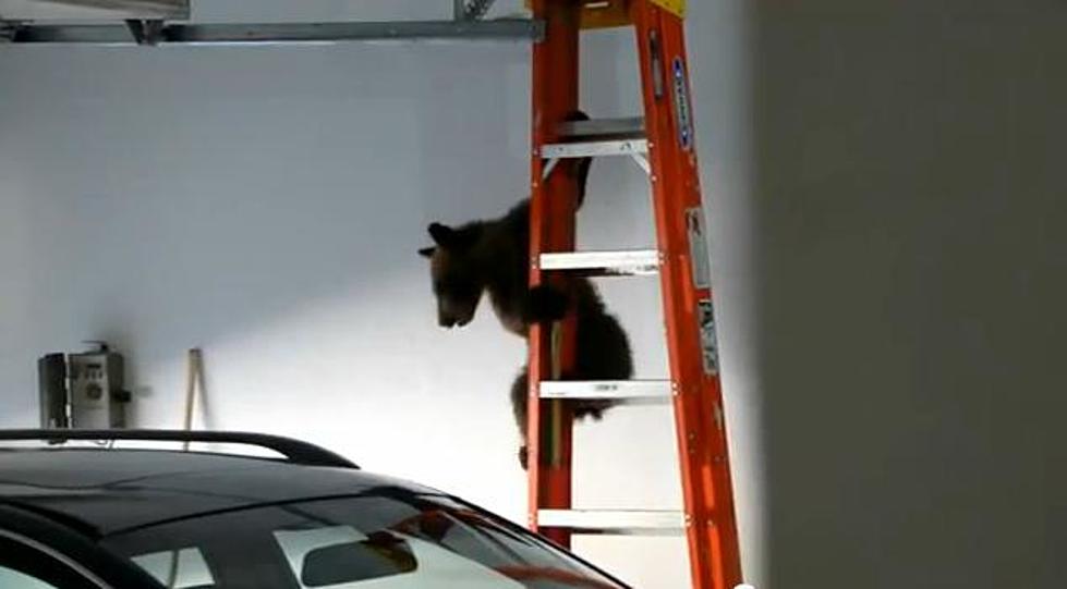 The Cutest Bear-Stuck-In-Garage Video You Will See All Day [VIDEO]