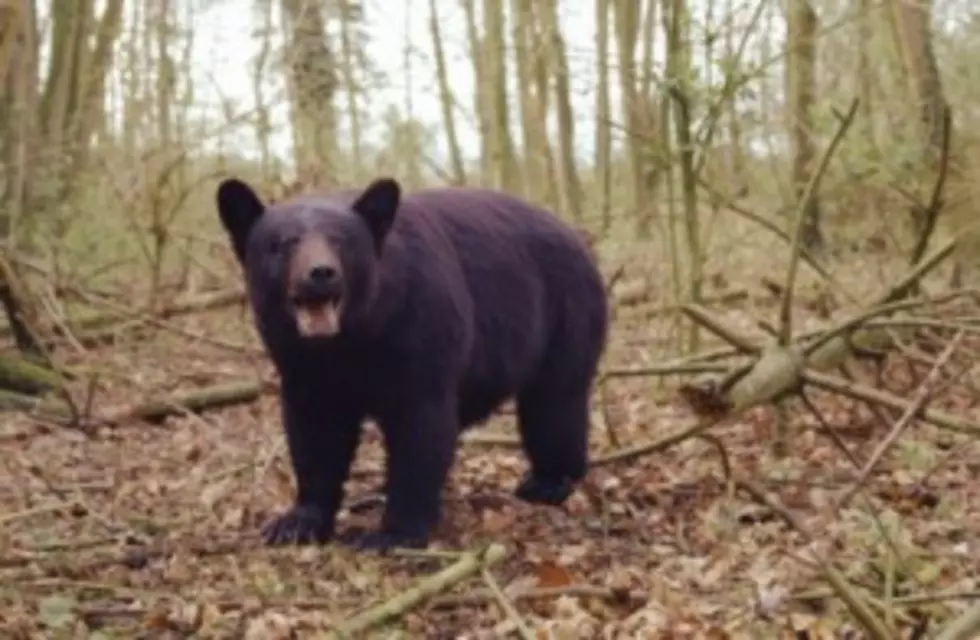 NJ’s Bear Hunting Season Ending