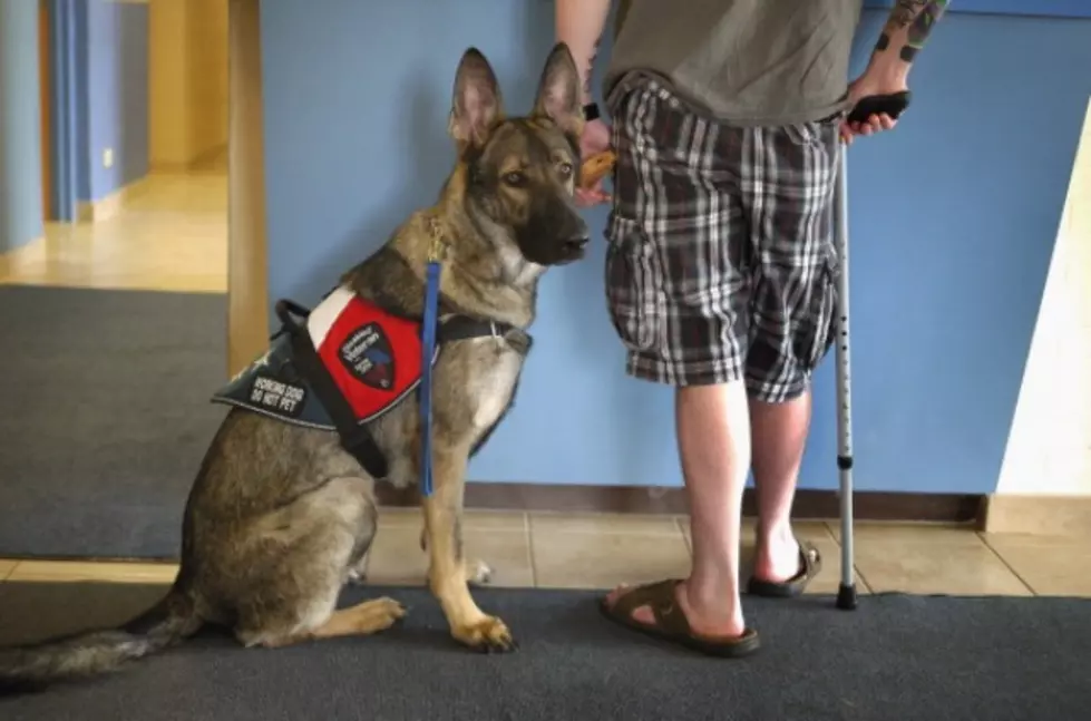 Dogs Helping the Lives of Wounded Warriors
