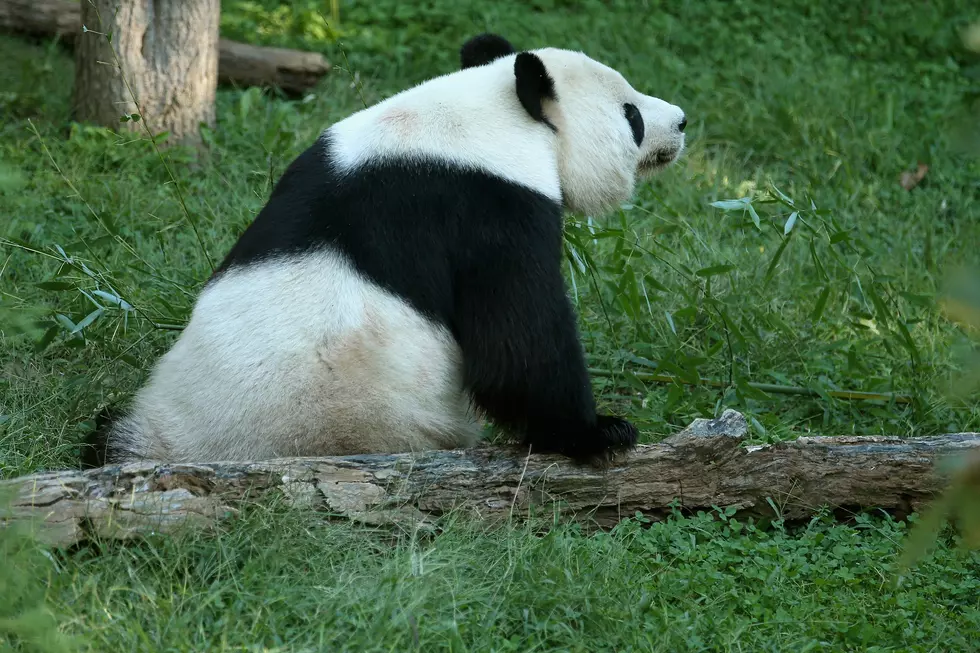 Vet Reveals Cause of Death for Baby Panda [VIDEO]