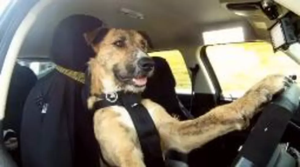 Watch A Dog Drive A Car [VIDEO]