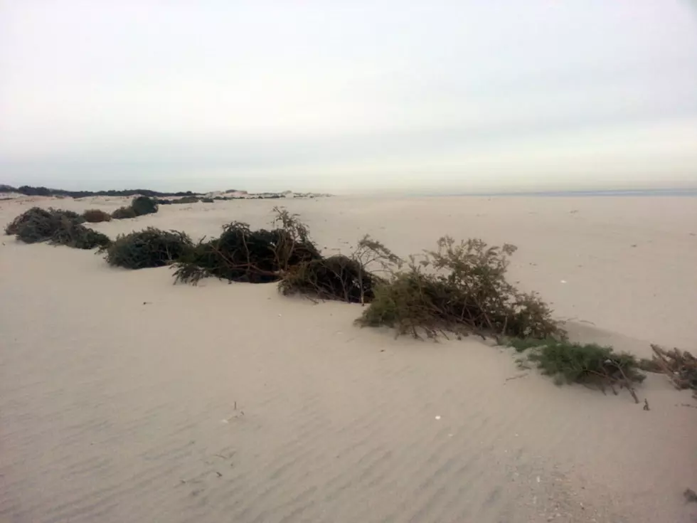 Before You Trash Your Christmas Tree…Help Rebuild The Dunes