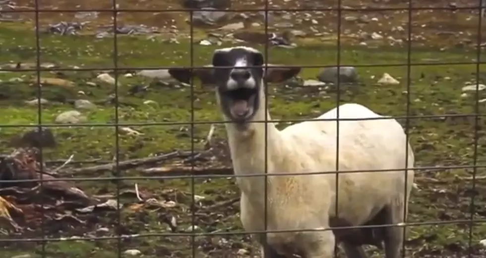 Bon Jovi Screaming Goat Remix