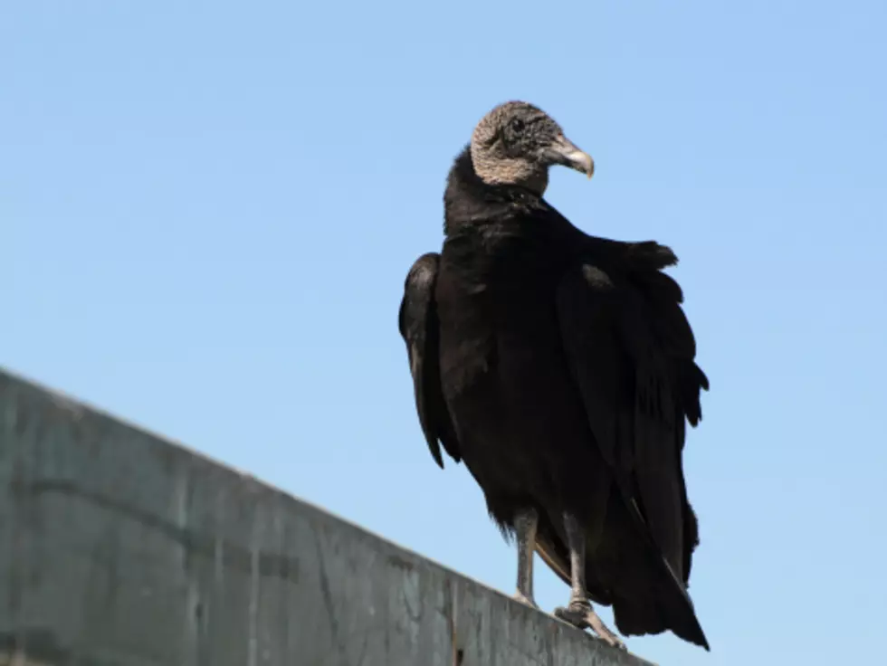NJ Communities Trying to Get Rid of Buzzards
