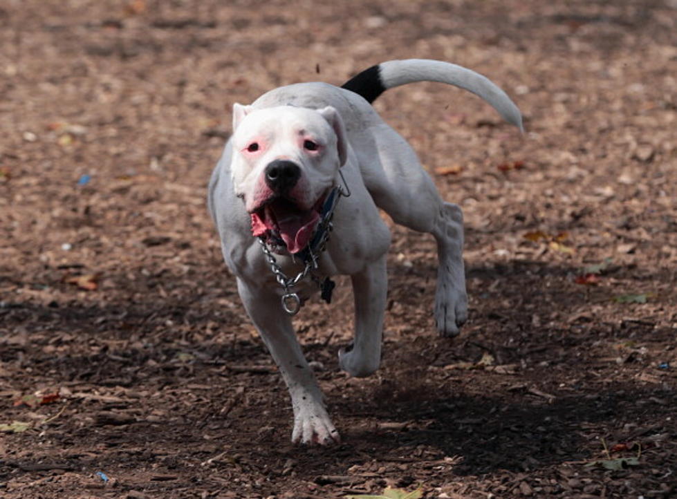 Feds taking ownership of NJ pit bulls used in suspected dog-fighting ring
