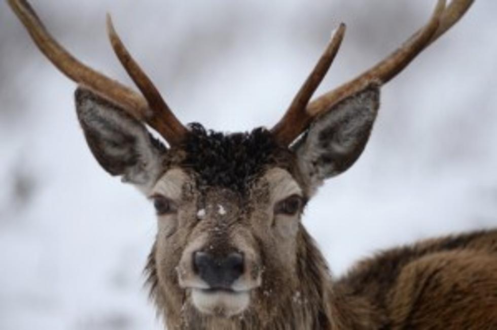 Should NJ End Ban on Commercial Deer Hunting? [POLL]