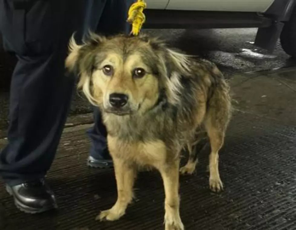 Dog Rescued After Racing Train in NYC