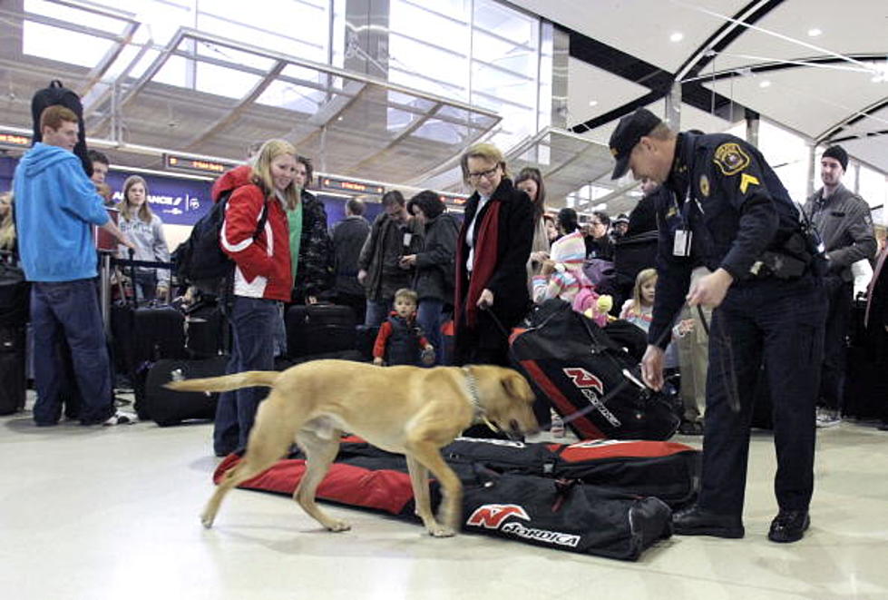 Bomb Dogs in Demand