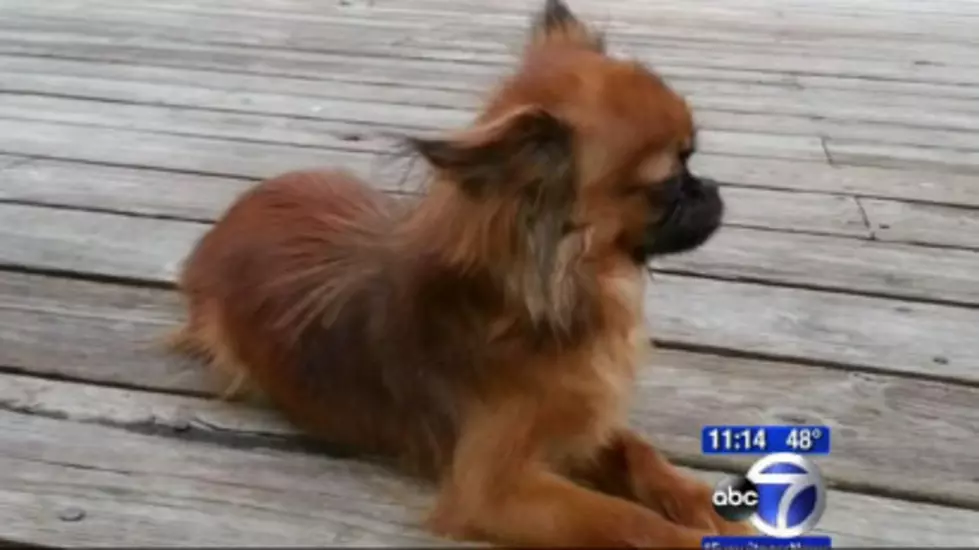 Man Who Dragged Dog Says It Was Unintentional
