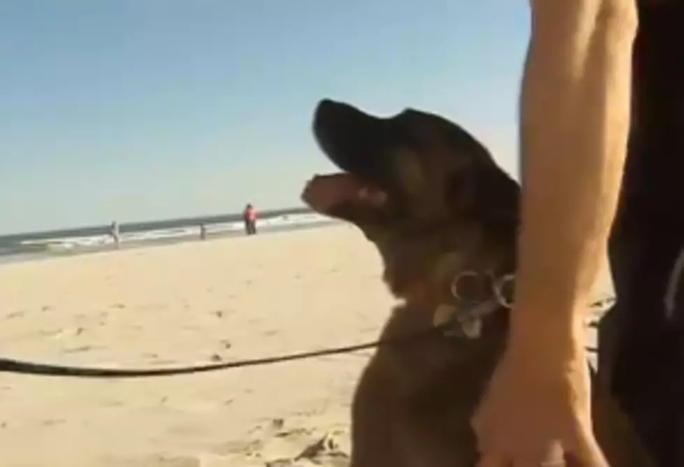 Wildwood Considers Dog-Friendly Beach Section – Good Idea? [POLL/VIDEOS]