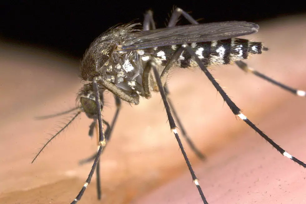 Mosquitoes love NJ but here's how to keep them away