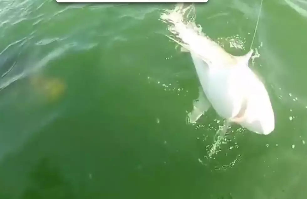 WATCH: Shocking shark footage