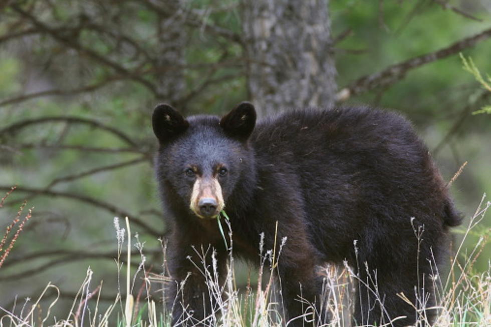 Black bear encounters are more likely as weather becomes warmer