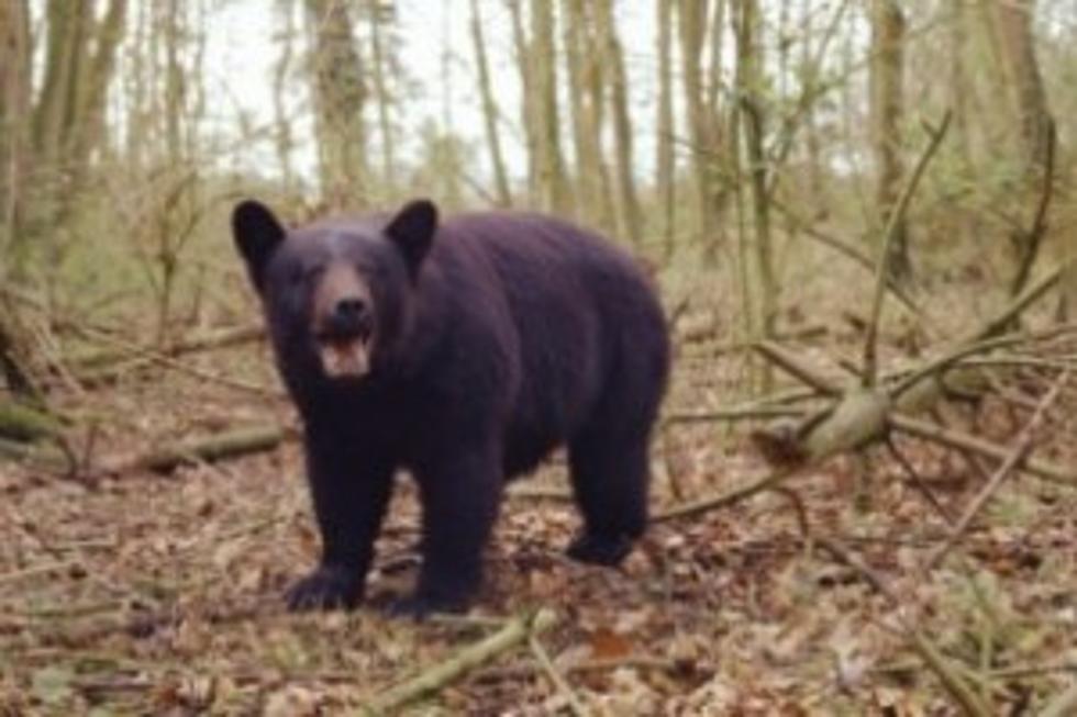 Police shoot, kill bear after it wanders into yard sale