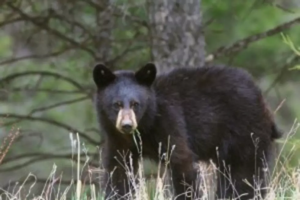 Black bear hunt begins