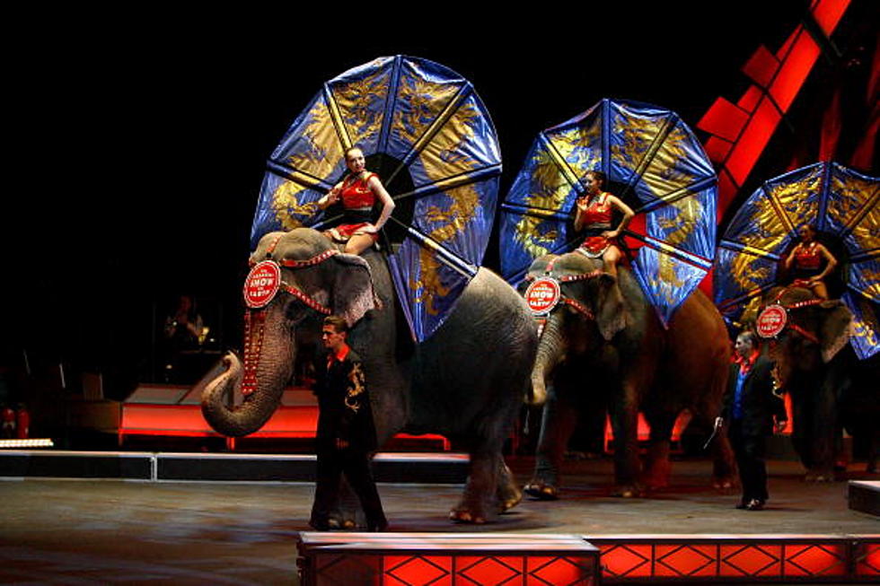 Animal rights activists react to Ringling Bros. elephant-free plans