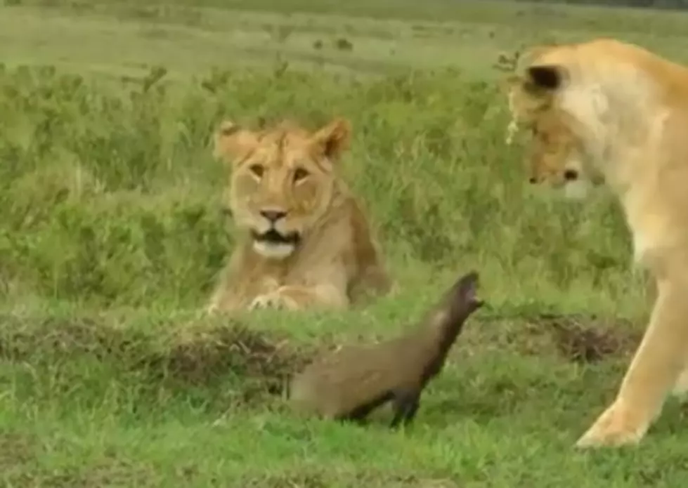 1 mongoose fends off 4 lions &#8211; Watch the video
