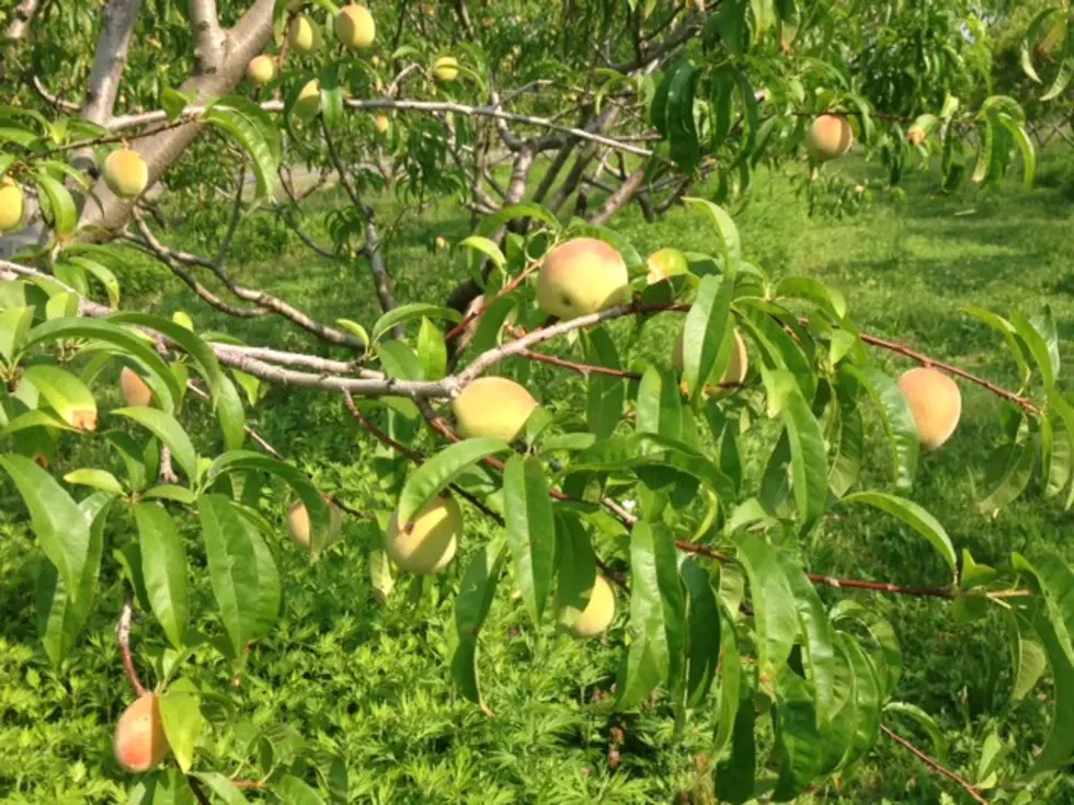 Your favorite fruits have survived NJ’s crazy weather … so far