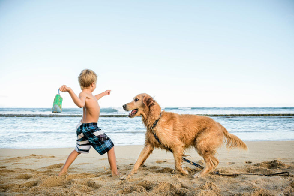 Top Dog-Friendly Beaches in New Jersey