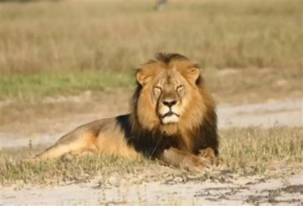 See How You Can Help Cecil The Lion