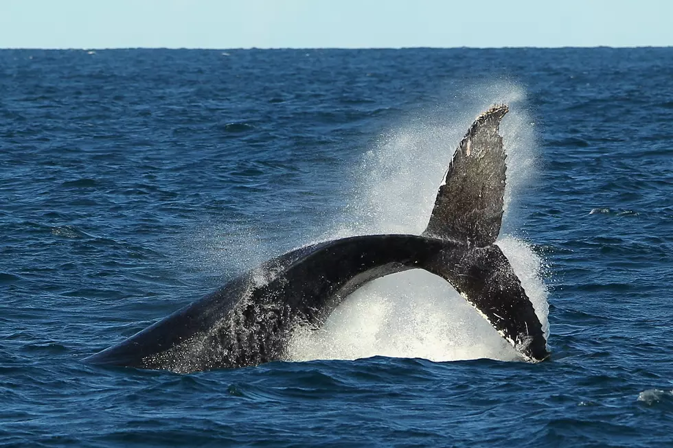 WATCH: Migrating whales put on a show off Jersey coastline