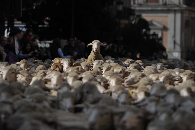 Airplane carrying over 2000 sheep forced to land due to too much gas
