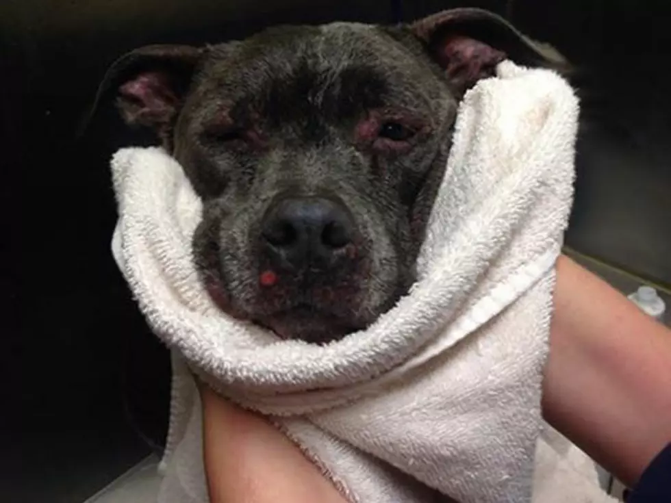 Pit bull thrown off Louisiana overpass, bit by alligator, finds NJ home