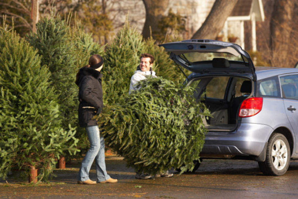 Where to buy a fresh Christmas tree in New Jersey