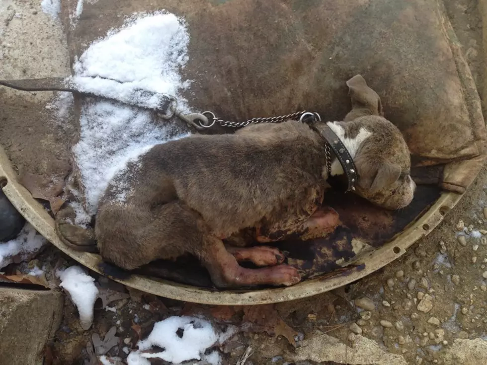‘Bring Em’ In’ – Another Dog Found Frozen in New Jersey