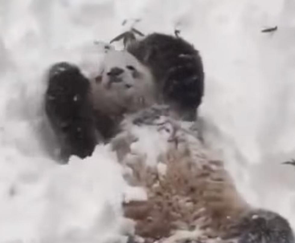 Snowfall makes Tian Tian the panda very happy (Video)