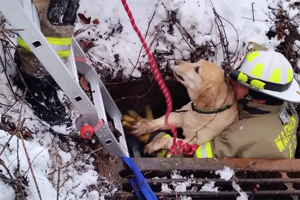 Firefighters dig through &#8216;immense&#8217; snow to rescue trapped dog (PHOTOS)