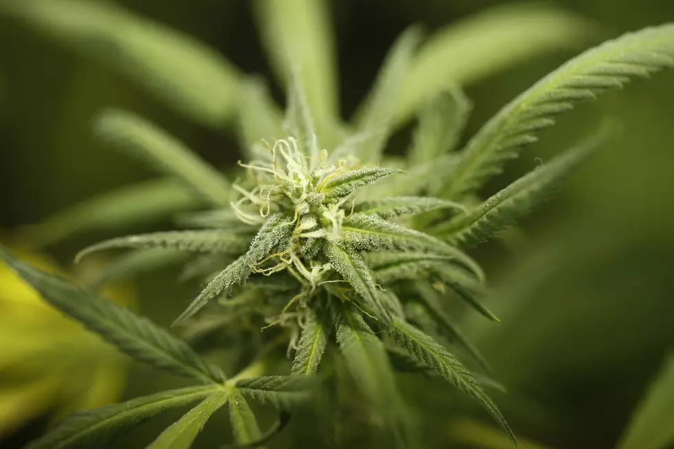 Colorado debates organic labels for marijuana