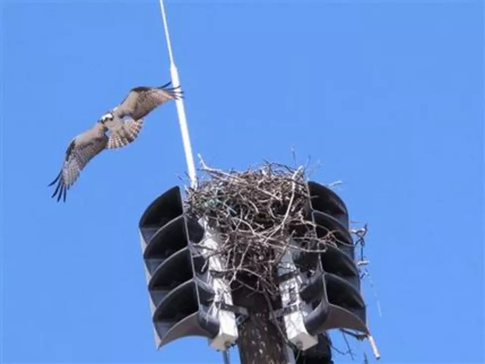 Osprey population near 600 pairs, up 10 percent since 2009