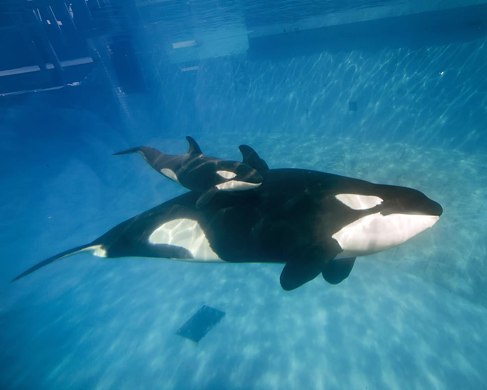 SeaWorld to stop breeding orcas, making them perform tricks