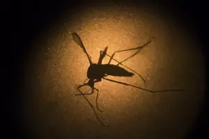 The latest Zika case in NJ is Camden County woman